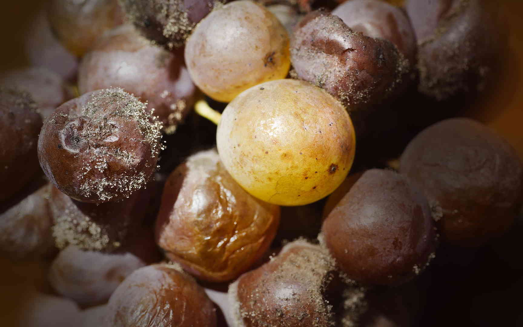 苏玳VS托卡伊,有何不同?