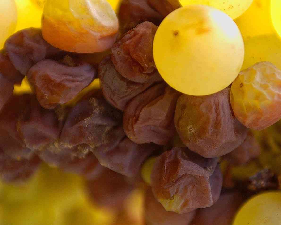 苏玳VS托卡伊,有何不同?