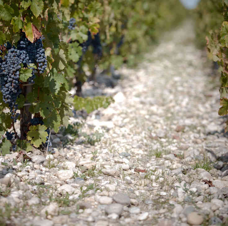 玛歌名庄麒麟，杰斐逊心目中的二级庄