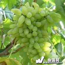 金手指葡萄