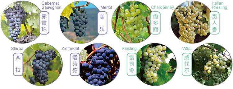 关于干白葡萄酒的存储方法你了解多少?