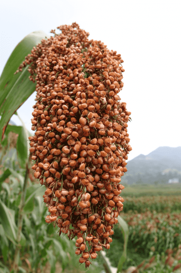 世界酱酒基地核心区在贵州仁怀呼之欲出