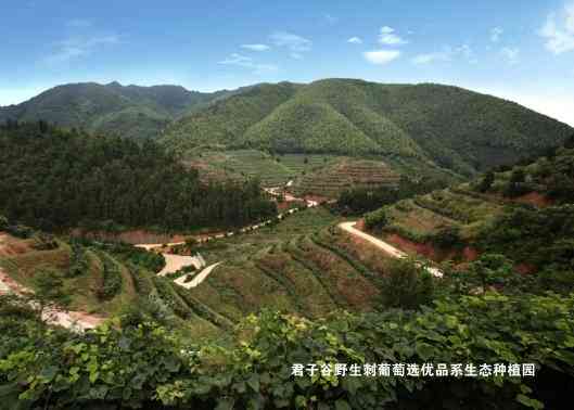 他们守护大山25年，研发的起泡酒10年后一夕走红市场