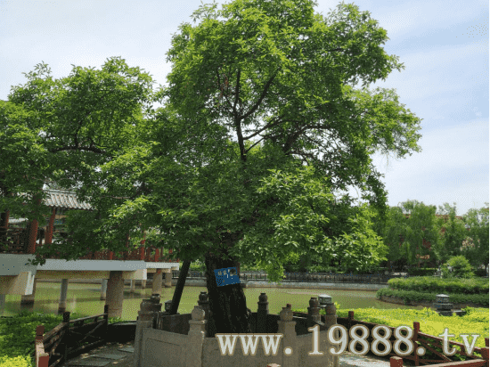 杜康酒名人传 ——杜康酒的起源