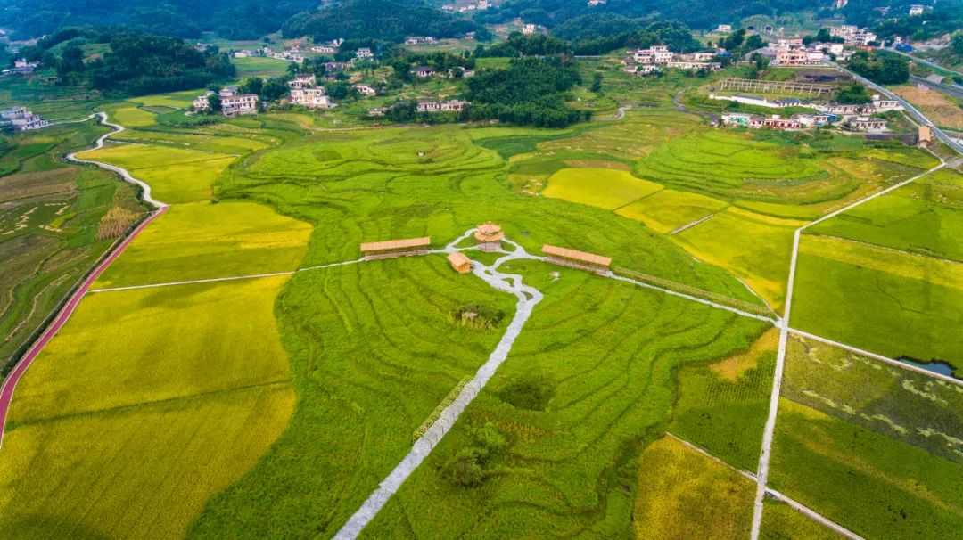 五粮液专用稻种植基地参观探索